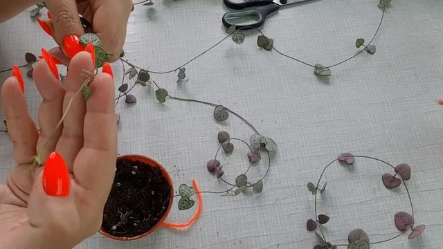 Экзотический суккулент! Церопегия Вуду!