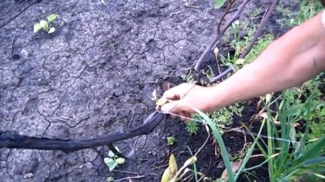 ВИНОГРАД что сделать летом, что бы грозди стали большими смотреть онлайн