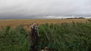 Охота на вяхиря в Вологодской области #1 Чистый экспромт