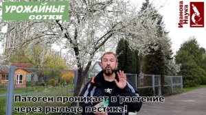 Только ЭТО средство может помочь в саду. Самый эффективный способ уберечь сад от болезней!