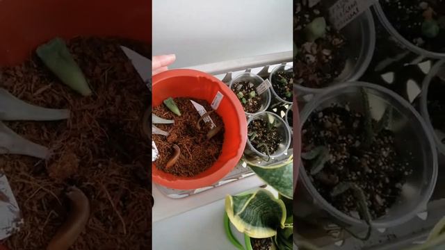 Обзор южного окна и моих суккулентов смотреть онлайн