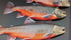 Арктический голец. Самая полезная рыба в мире уже на АкваФерме