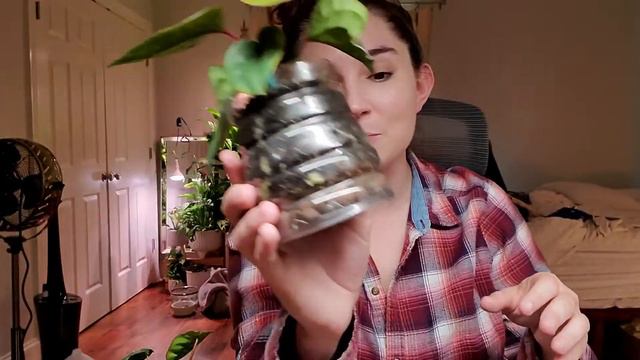 ✨Rare✨ plants // anthurium clarinarvium / radicans x luxurians / jacklyn / billietiae смотреть онлайн