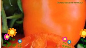 Томат обыкновенный Внук богатыря. Краткий обзор, описание характеристик, где купить семена