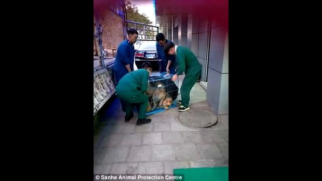 Собака плачет... Узнав причину вы не сможете сдержать слёз! смотреть онлайн