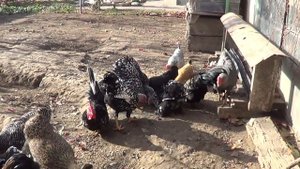 кеклики(горная куропатка) ehd куры карликовых пород.ноябрь 20 18