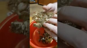 Как есть краба волосатика