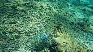 Maldives Dhangethi island