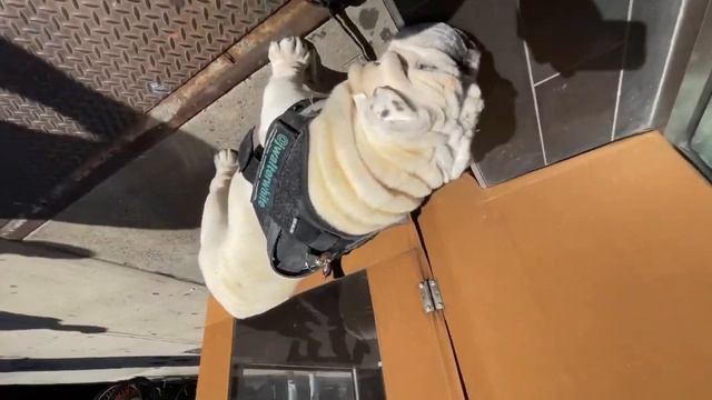 Watchin the world go by!!! #bulldog #dog #cute #nyc #cute смотреть онлайн