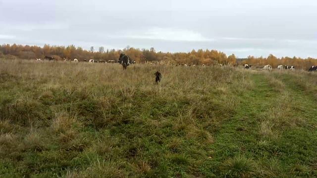 стадо коров смотреть онлайн