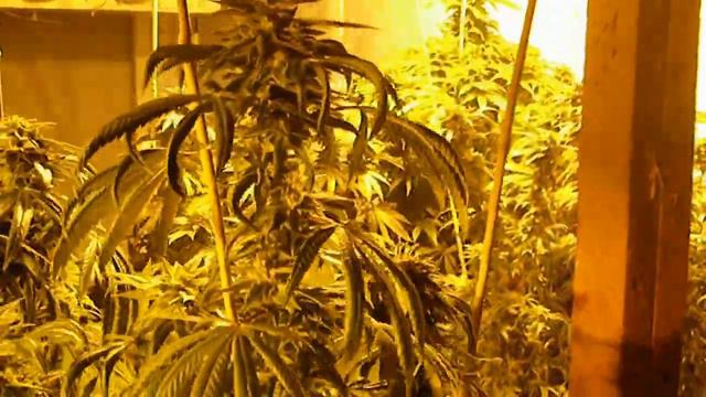 lavender buds bigger than my head plant.AVI смотреть онлайн