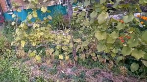 Виноград Алешенькин урожай в северных регионах