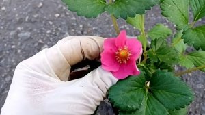 Земляника с красными цветочками. Тристан