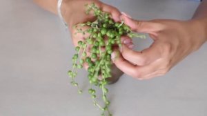 7 Tips to Take Care of A String Of Pearls Houseplant | String of Pearls Care Guide