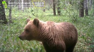 ID1816/Заповедник Брянский лес/Медведь