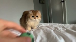 Cat Acts Like A Dog