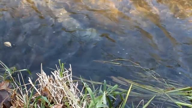 Осенний нерест Кеты на ДВ. смотреть онлайн