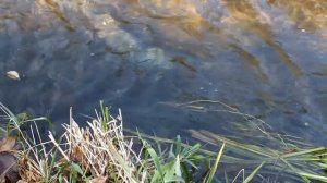 Осенний нерест Кеты на ДВ.