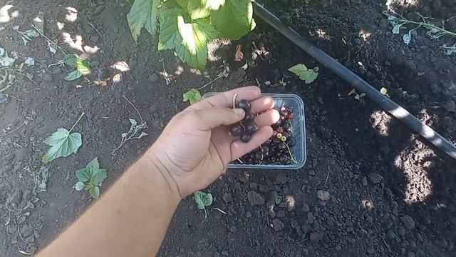 Смородина черная Добрыня. Первое плодоношение.