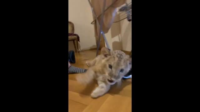 АФОНЯ И ЛЕВ / НЕОПУБЛИКОВАННОЕ / ШОК-КОНТЕНТ / НОВОЕ смотреть онлайн