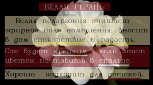 Талисман на любовь и удачу/Герань в доме! Приметы и суеверия о цветке. Стоит ли держать герань дома