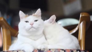 Белые Кошки моют друг друга