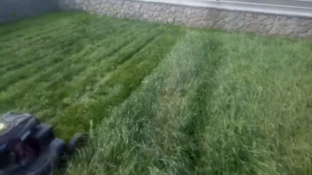 Трава“КОЛІБРІ” заказана в інтернет-магазині “БУБОЧКА”. Дякую за якісне насіння і швидку доставку.