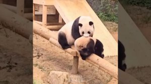 Funny Panda 🐼