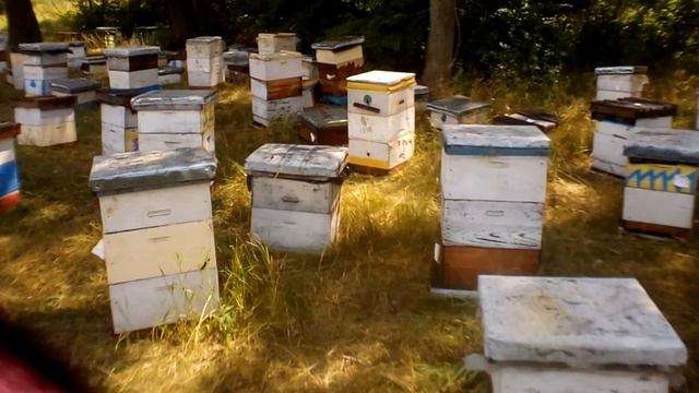 Пасека. Видеоотчет. 08 июль 2018. Подсолнух. смотреть онлайн