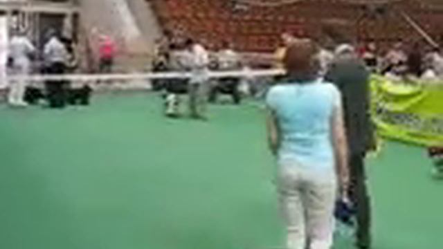 Нац. выставка спаниелей Москва 22 мая 2010г. Тостик.