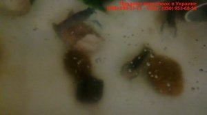 ТУХЛЯТИНА VS СВЕЖАЯ РЫБА, раколовки, ловля раков, продажа раколовок, ловля раков, что едят раки