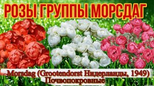 Розы группы Морсдаг ( Почвопокровные) Morsdag (Grootendorst Нидерланды, 1949)_.mp4