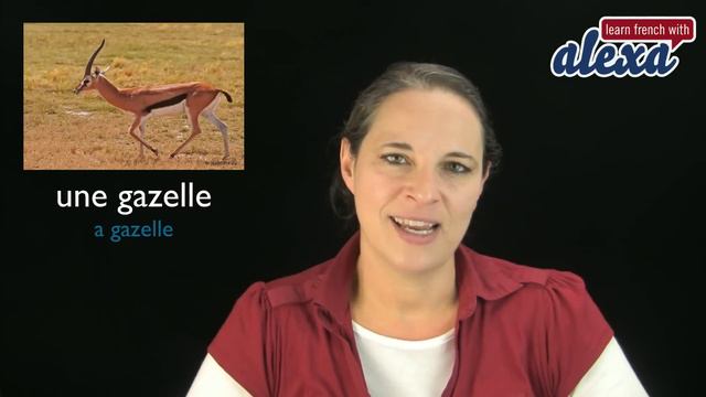Wild Animals in French Part 2 (basic French vocabulary from Learn French With Alexa) смотреть онлайн