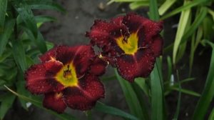 лилейник Purplelicious