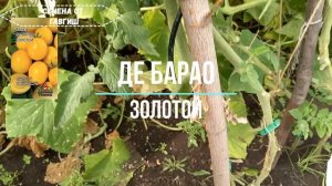 Томат Де Барао, обзор 5 сортов: гигант, красный, золотой, царский, черный