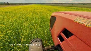 Настоящий картофель