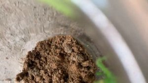 Сверчок vs кузнечик!