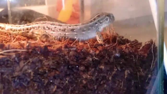 Ужин прытких ящериц и линька Люськи) смотреть онлайн