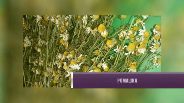 Как вылечить печень с помощью трав?