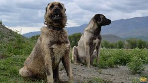 У ЭТОГО ПСА САМАЯ МОЩНАЯ ЧЕЛЮСТЬ В МИРЕ - Турецкий Кангал