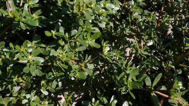 Xiaomi Redmi Note 5 тыловая камера - пример видео, снятого на нее смотреть онлайн