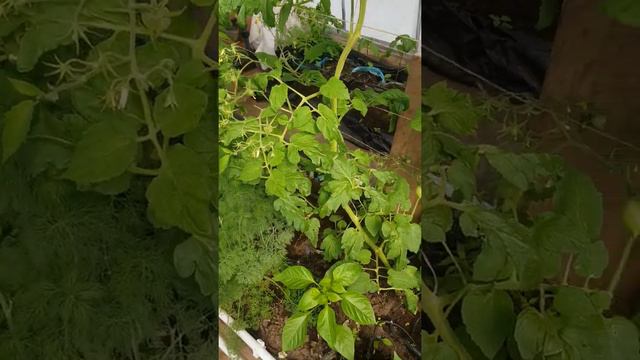 теплица 15 мая 21 год собираем огурцы . смотреть онлайн