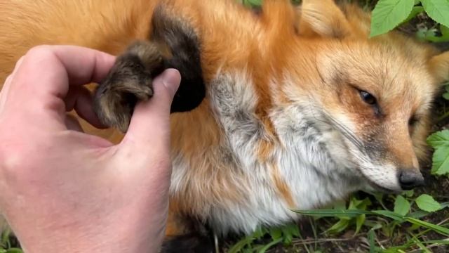 Алиса - лиса. Сонный, холодный выходной смотреть онлайн