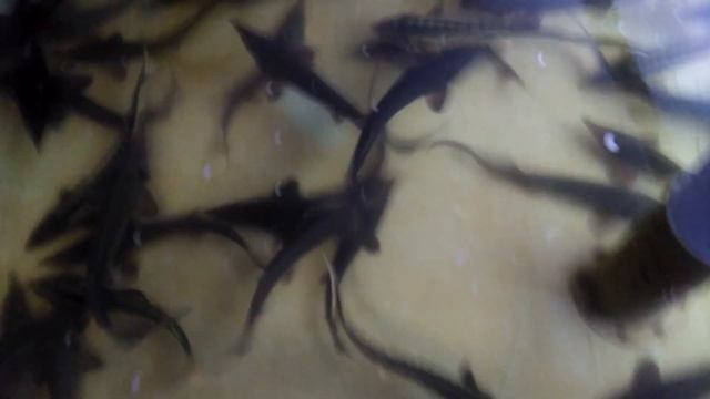 З месяца осетр в мини узв смотреть онлайн