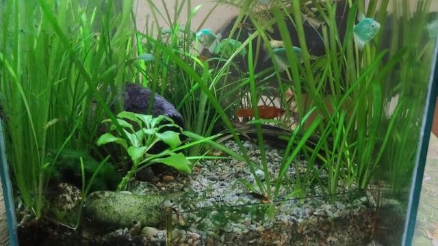 Аквариум дикарь в спальне или Шапка для черепахи. Aquarium savage in the bedroom. смотреть онлайн