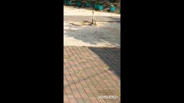 Snake Couple смотреть онлайн