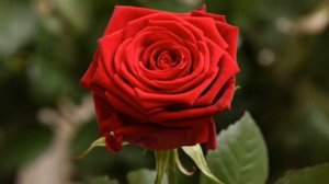 Роза Ред Наоми (Red Naomi) — описание голландского сорта
