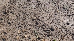 1 Ложку на ведро воды и земля как новая, пролейте этим землю для обильного урожая всего!