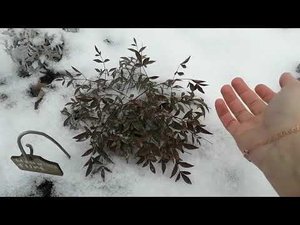 Сняла укрытия с всех экзотов
