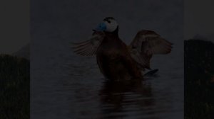 Водоплавоющая дичь России!